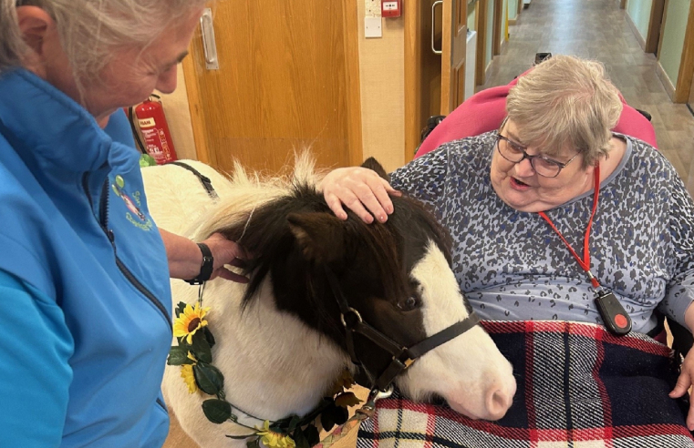 Miniature therapy pony brings joy to Llandudno care home 