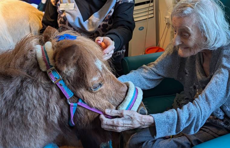 Miniature ponies steal hearts at Wakefield care home